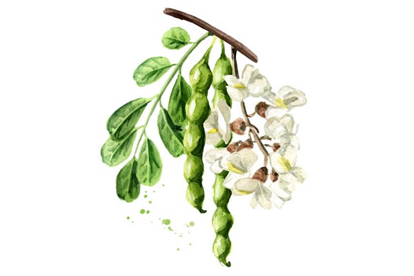 Sophora Quercetin Sophora Quercetin