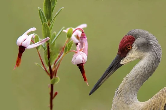 crane berry crane berry