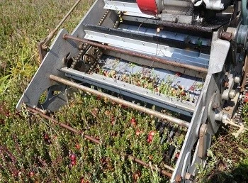 dry-picking dry-picking