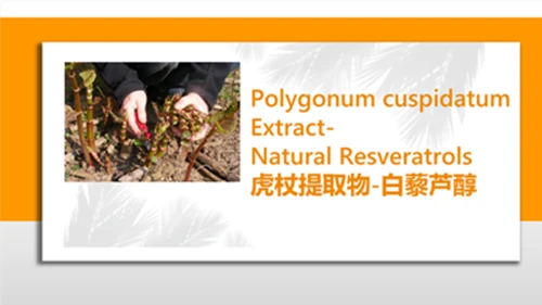 Informasi Produk Resveratrol
