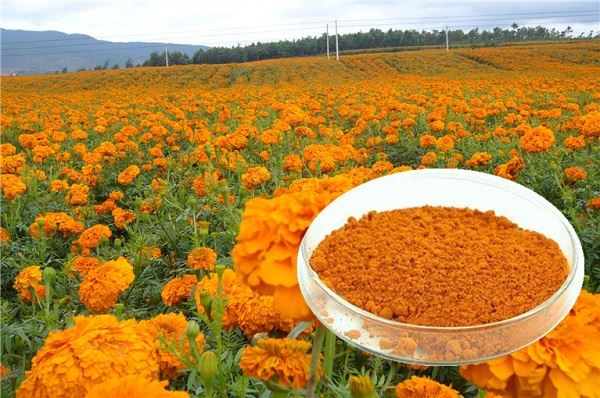 4 Extraction Method of Lutein Powder from Marigold Ⅰ