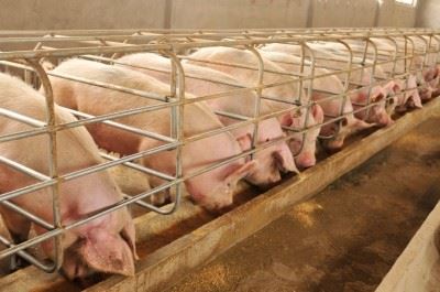 Apa Peran Ekstrak Daun Ginkgo Dalam Produksi Babi?